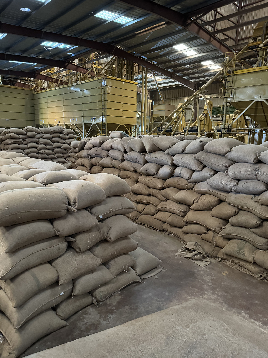 ЭФИОПИЯ ВОЛЛАГА АНФИЛО ЭФИОПИЯ ВОЛЛАГА АНФИЛО