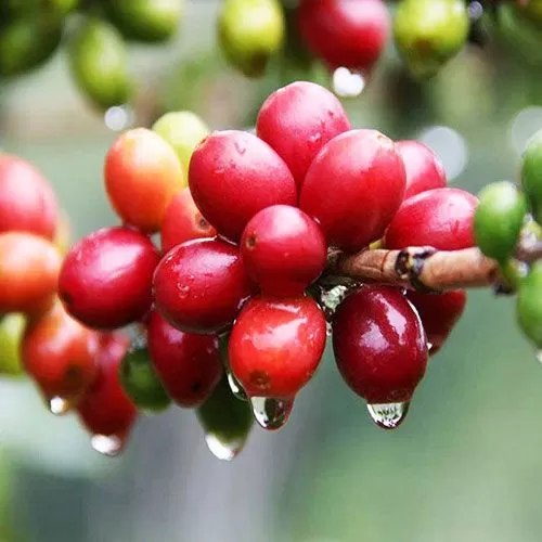 Обработка кофе: как она влияет на вкус чашки?